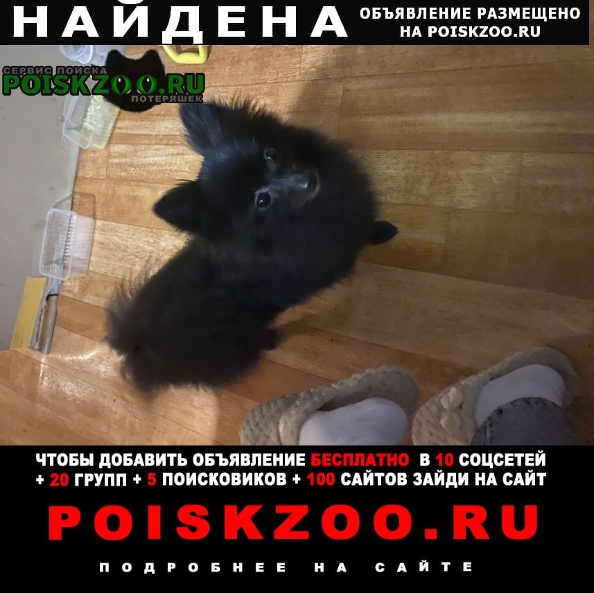 Найдена собака кобель Севастополь