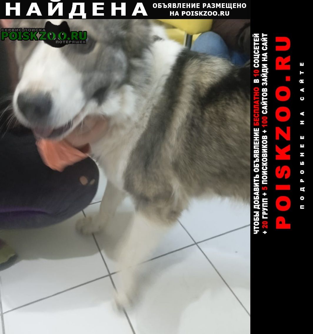 Найдена собака Алматы (Алма-Ата)