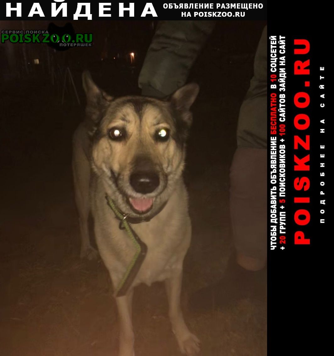 Найдена собака Новосибирск