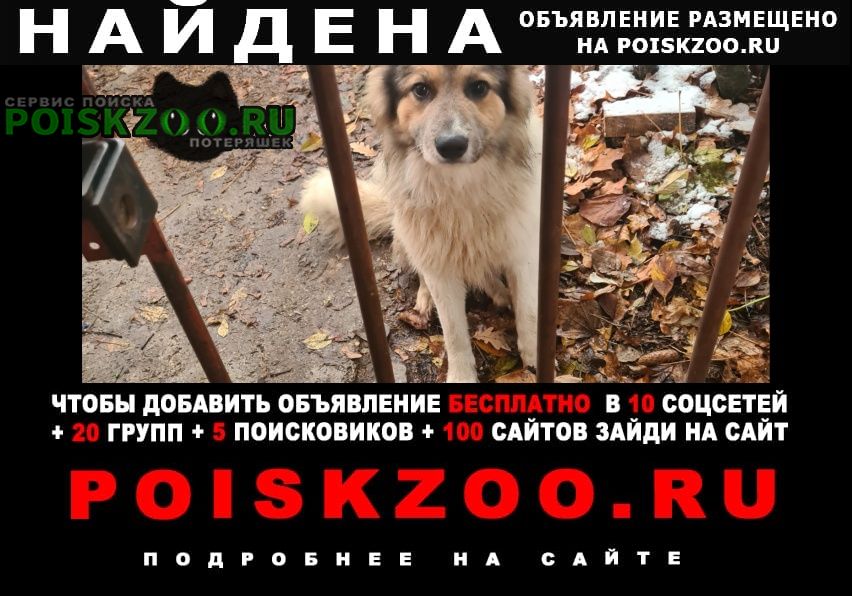 Найдена собака семхоз, в ошейнике Сергиев Посад