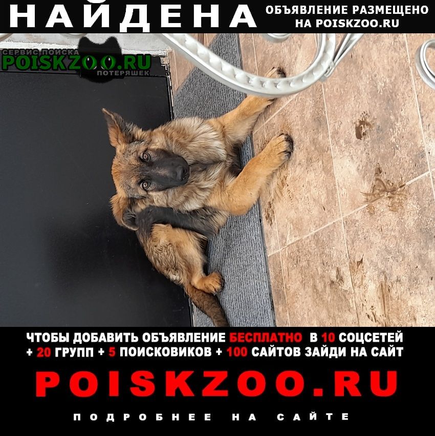 Найдена собака немецкая овчарка Альметьевск