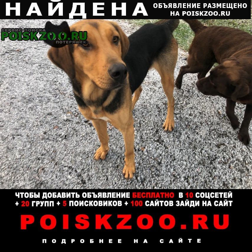 Найдена собака кобель охотничья собака Александров