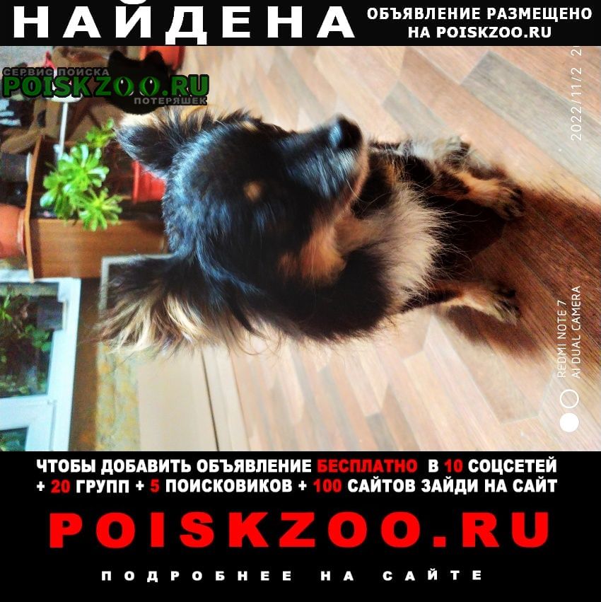 Найдена собака малышка Севастополь