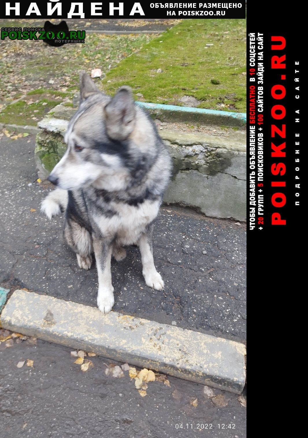 Найдена собака кобель похож на маламута Нижний Новгород