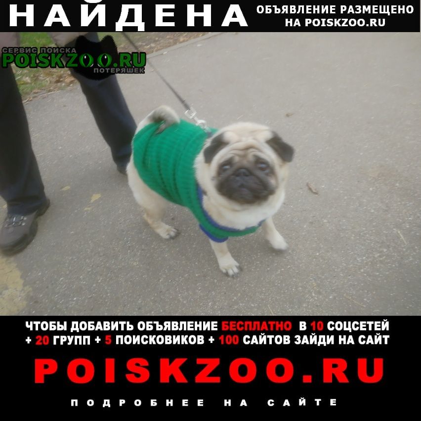 Найдена собака кобель мопс Москва