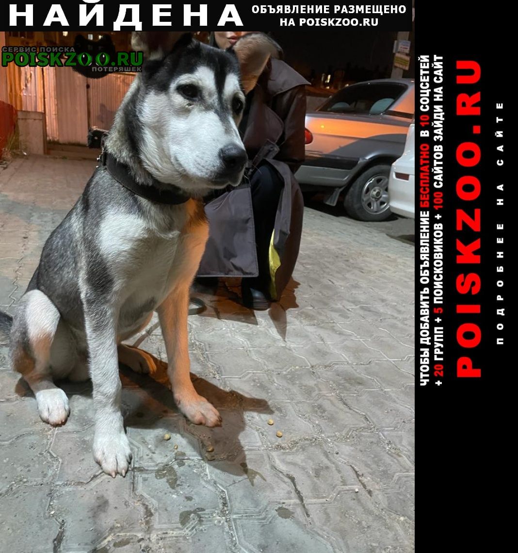 Найдена собака кобель район ккб рядом с домом физкультурника Краснодар