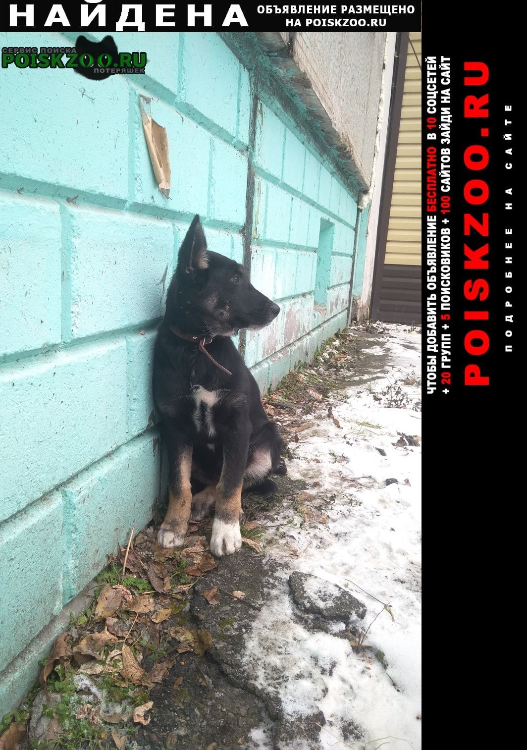 Найдена собака щенок Хабаровск