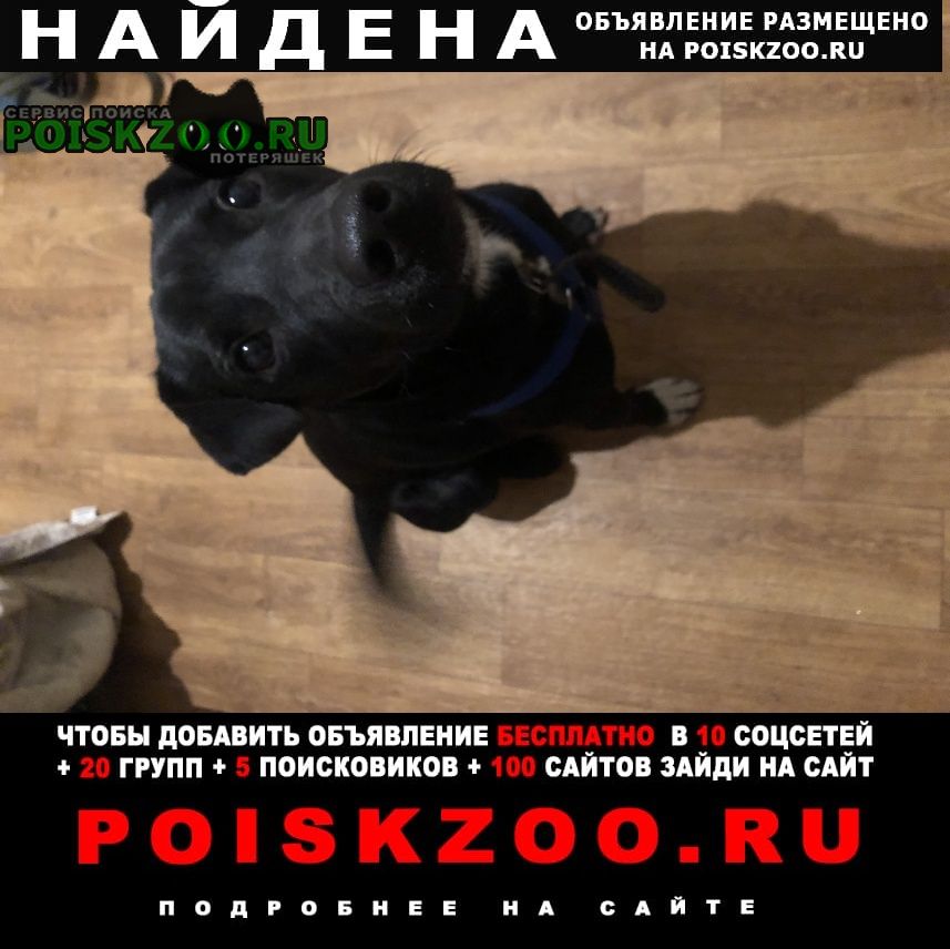 Найдена собака кобель кабель, в синей шлейке, с ошейником Москва