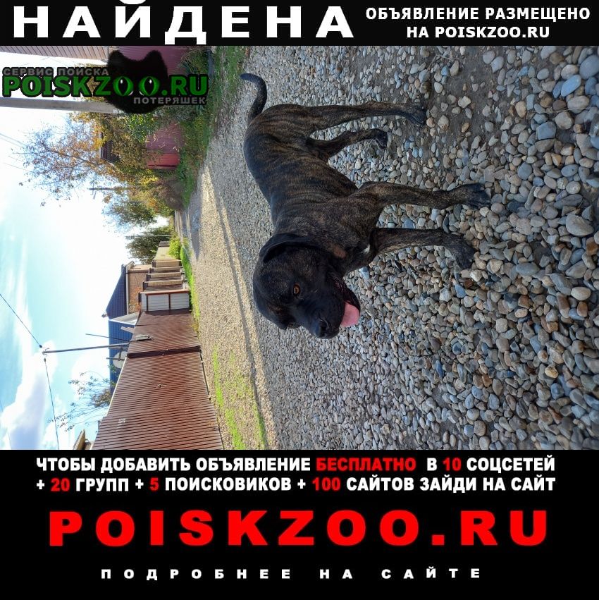 Найдена собака кобель Краснодар