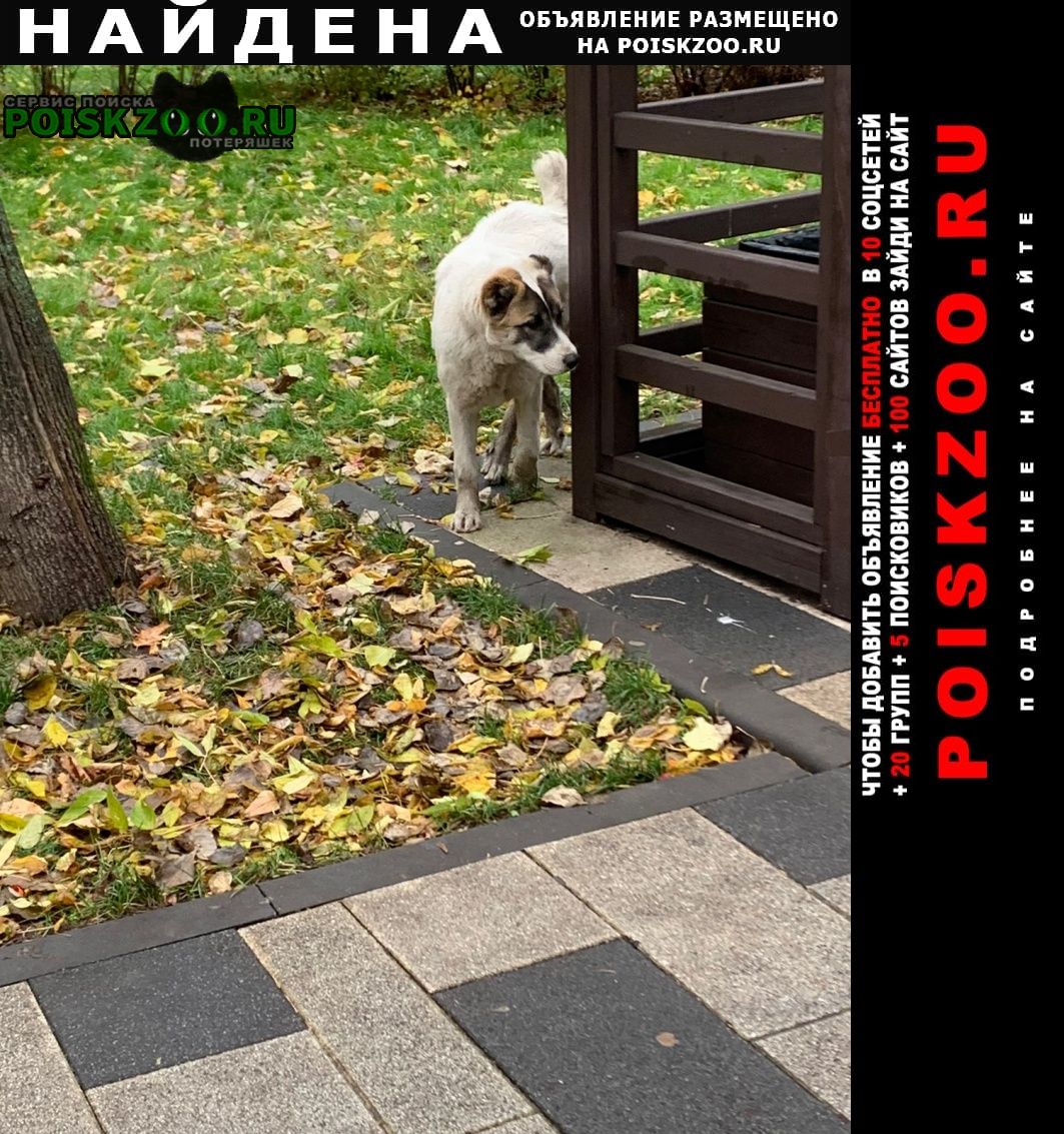 Найдена собака алабай Москва
