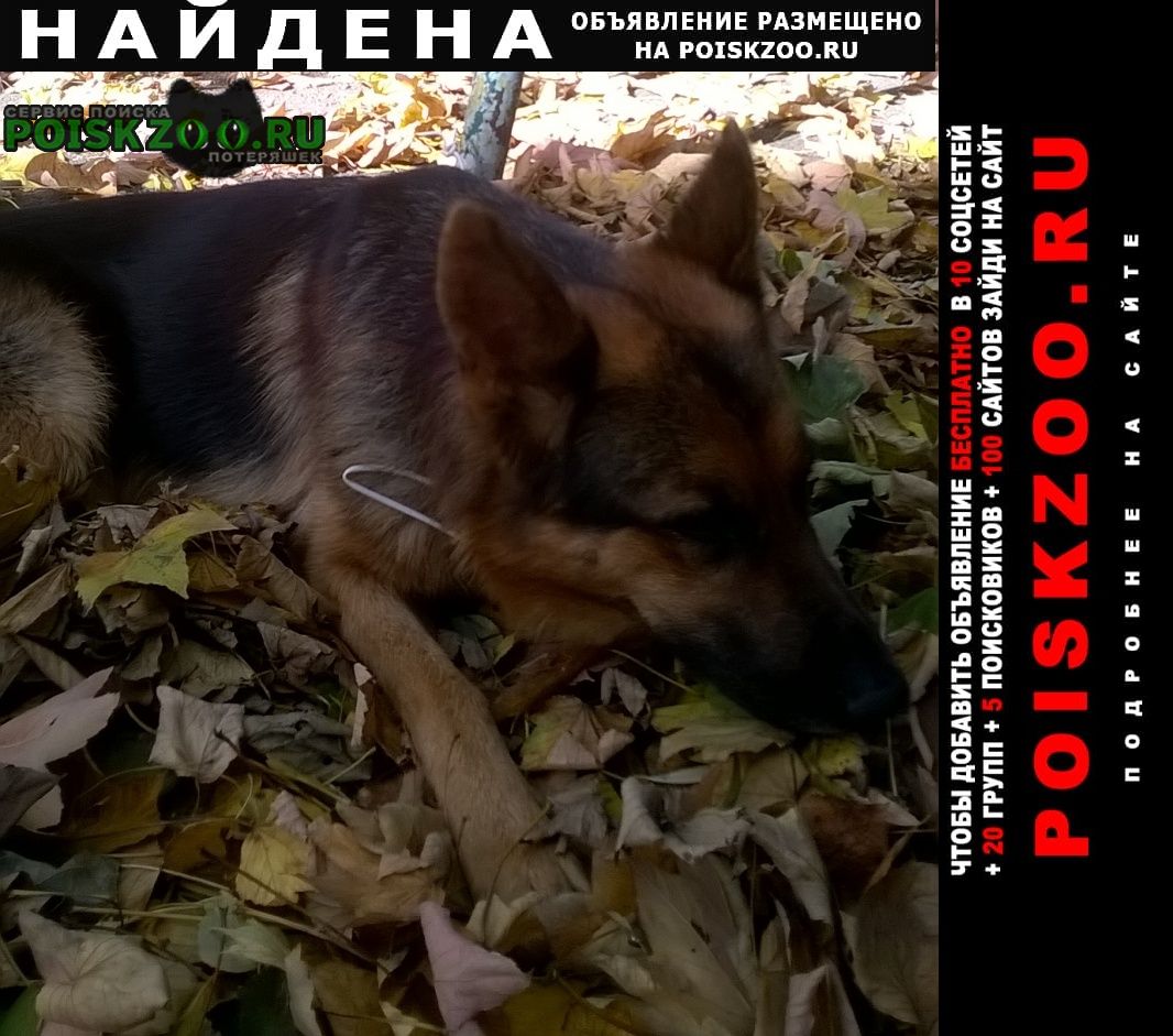 Найдена собака овчарка. Ставрополь
