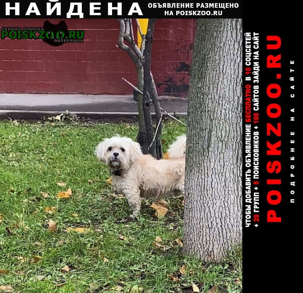 Найдена собака маленькая белая собака с ошейником Москва