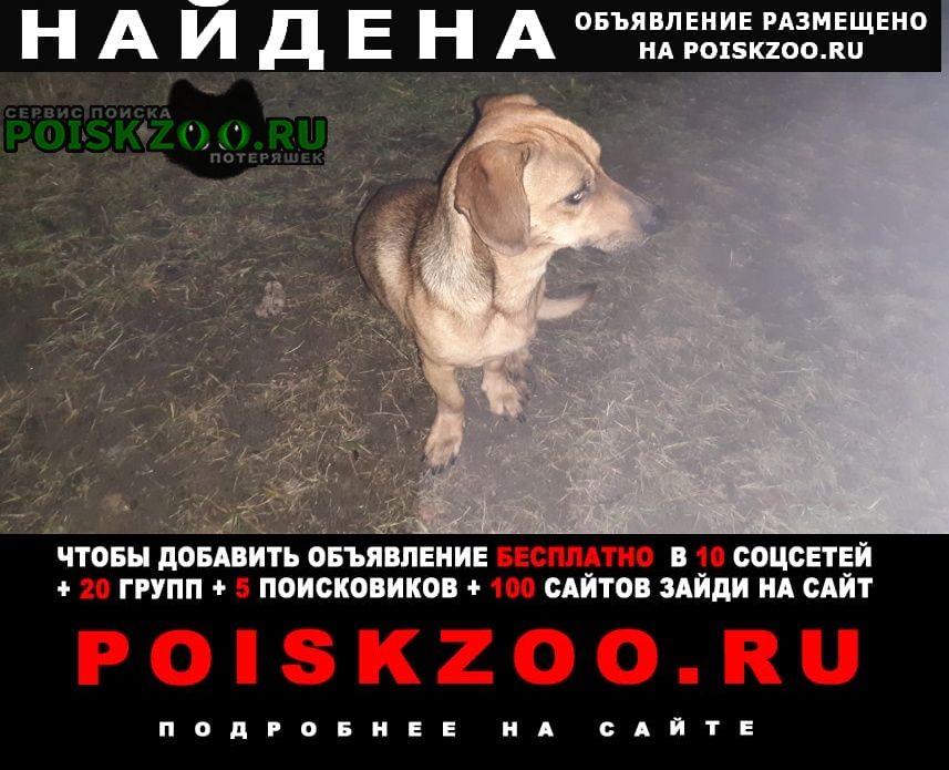 Найдена собака воря богородское Красноармейск (Московская обл.)