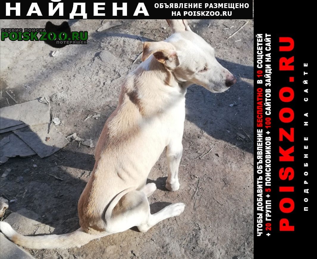 Найдена собака кобель пес питбуль Мариуполь