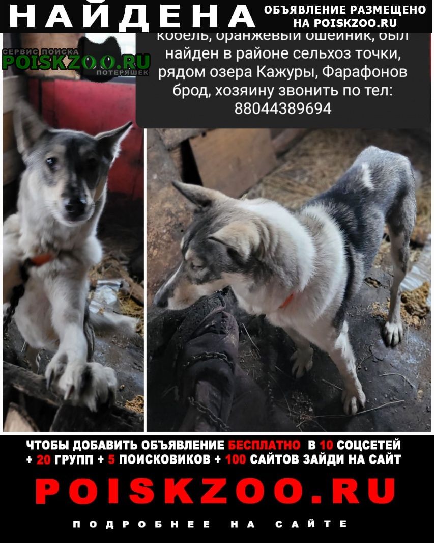 Найдена собака лайка Ленинск