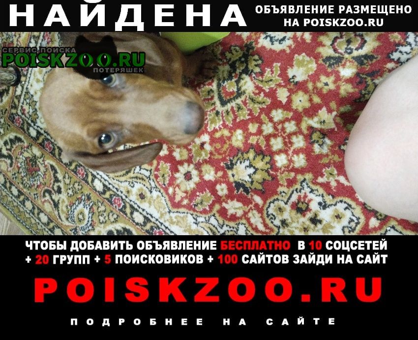 Найдена собака такса Омск