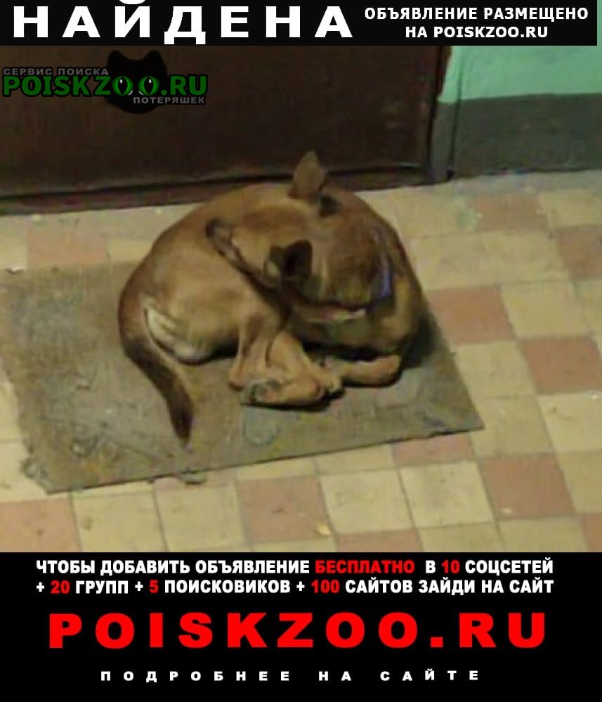 Найдена собака кобель живет в подъезде неделю Москва