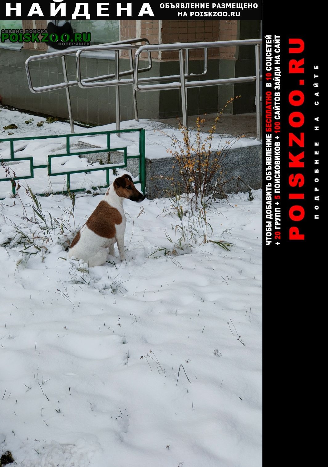 Найдена собака оршанская 9 Москва