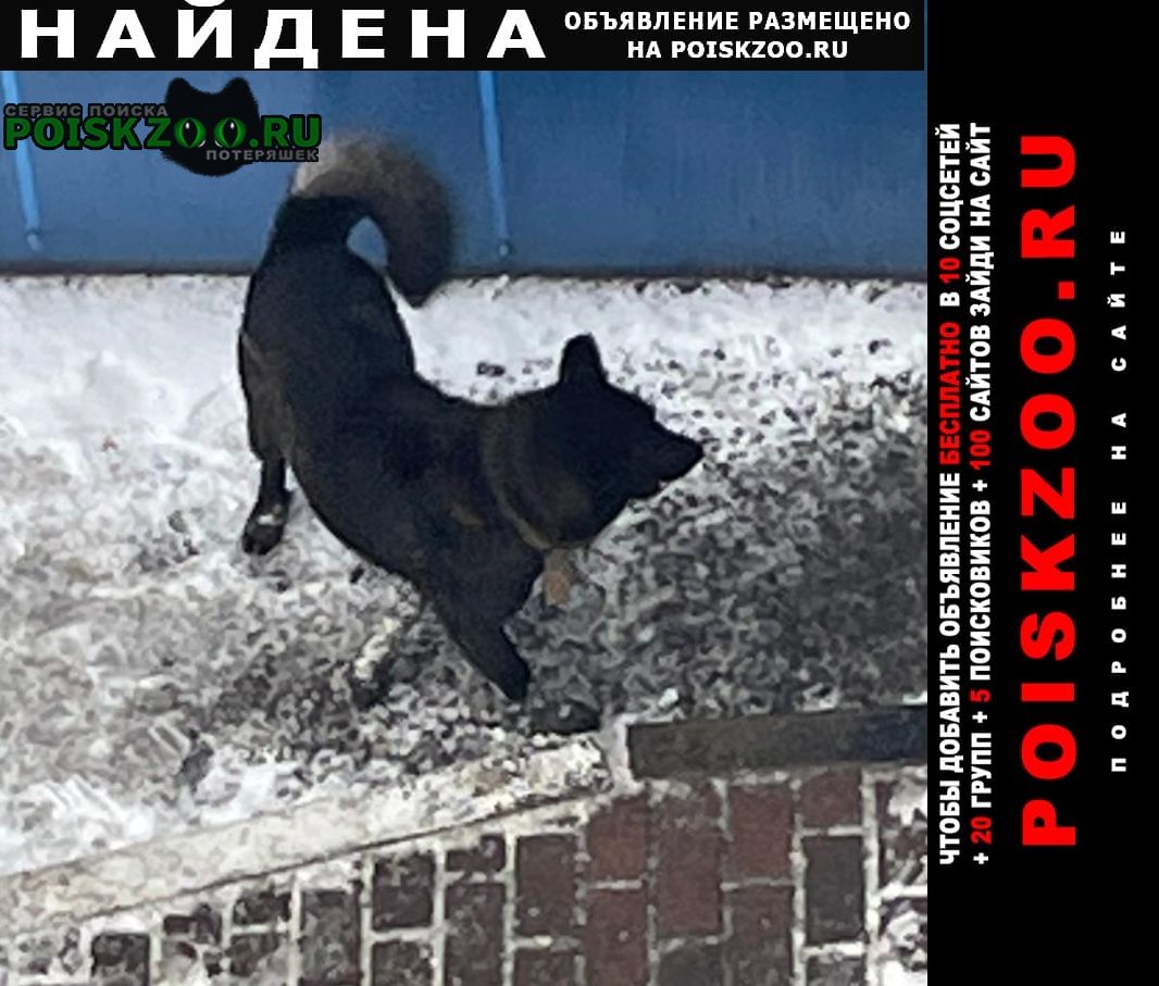 Найдена собака черная собака Кокошкино