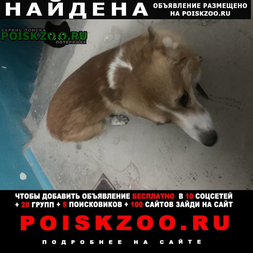 Найдена собака кобель корги Городище (Волгоградская обл.)