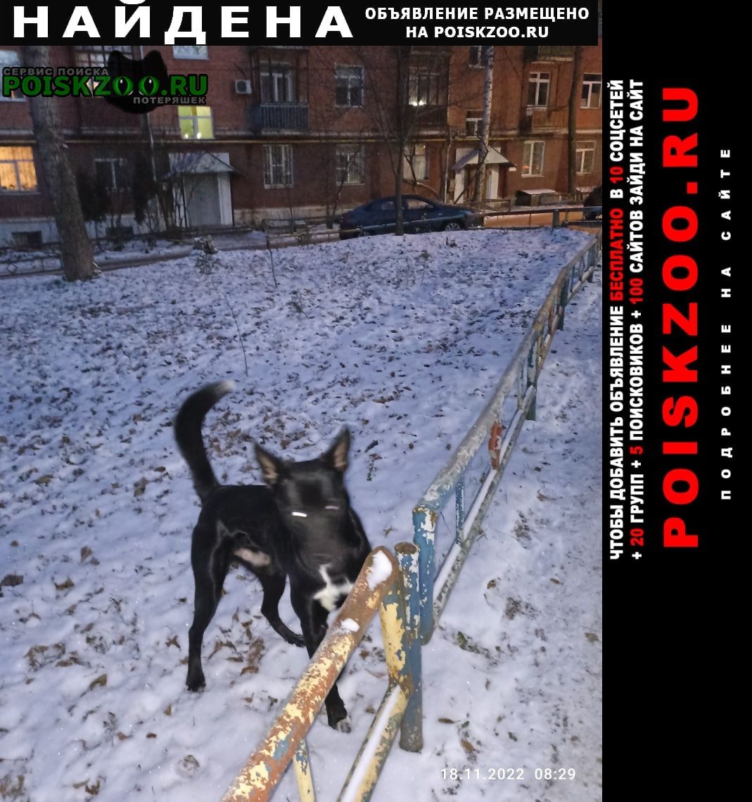Найдена собака кобель город улица качалова 24 Пермь