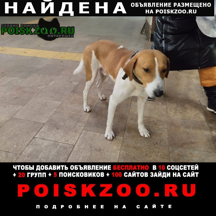 Найдена собака кобель на станции метро проспект победы Казань