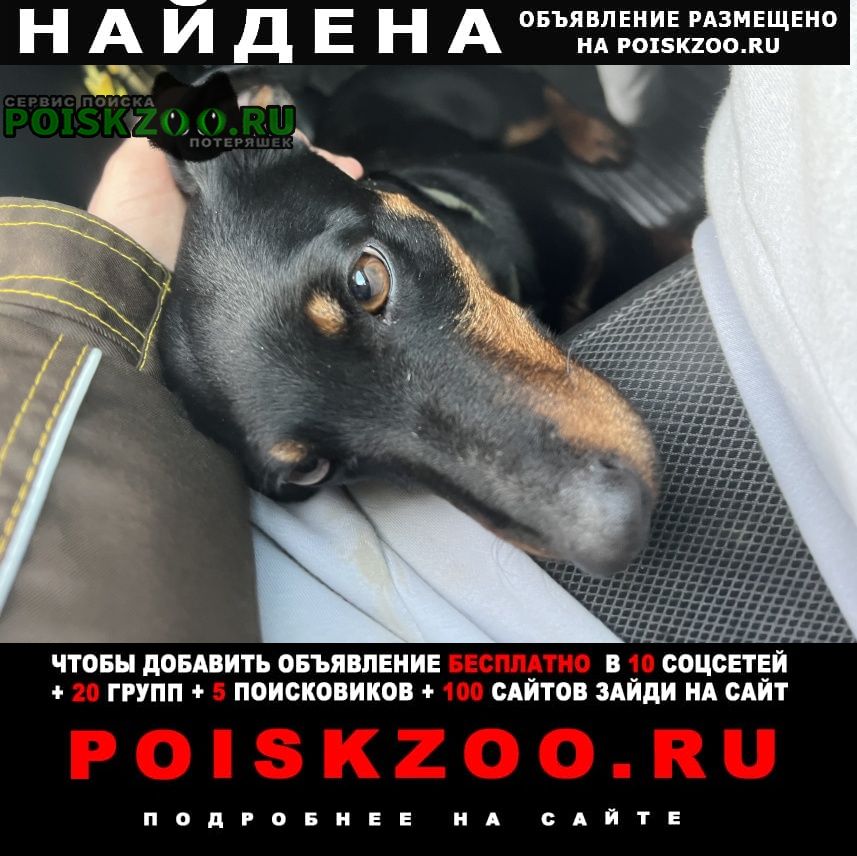 Найдена собака ягдтерьер Еманжелинск