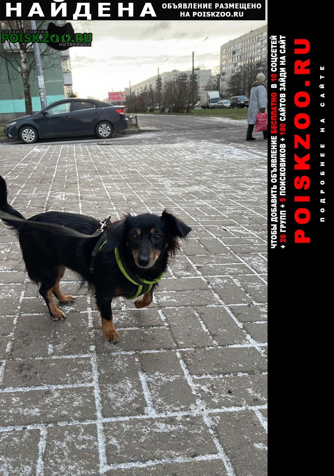 Найдена собака сын нашёл собаку Санкт-Петербург