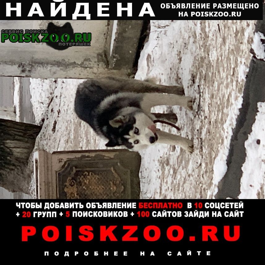 Найдена собака у платформы гривно Климовск
