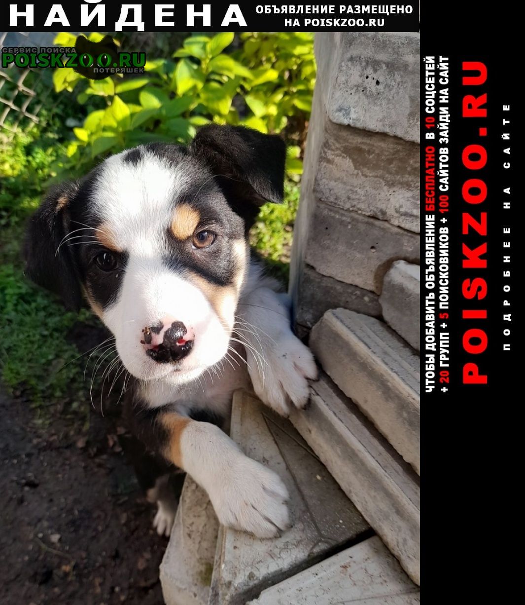 Найдена собака, преданный охранник во двор Краснодар