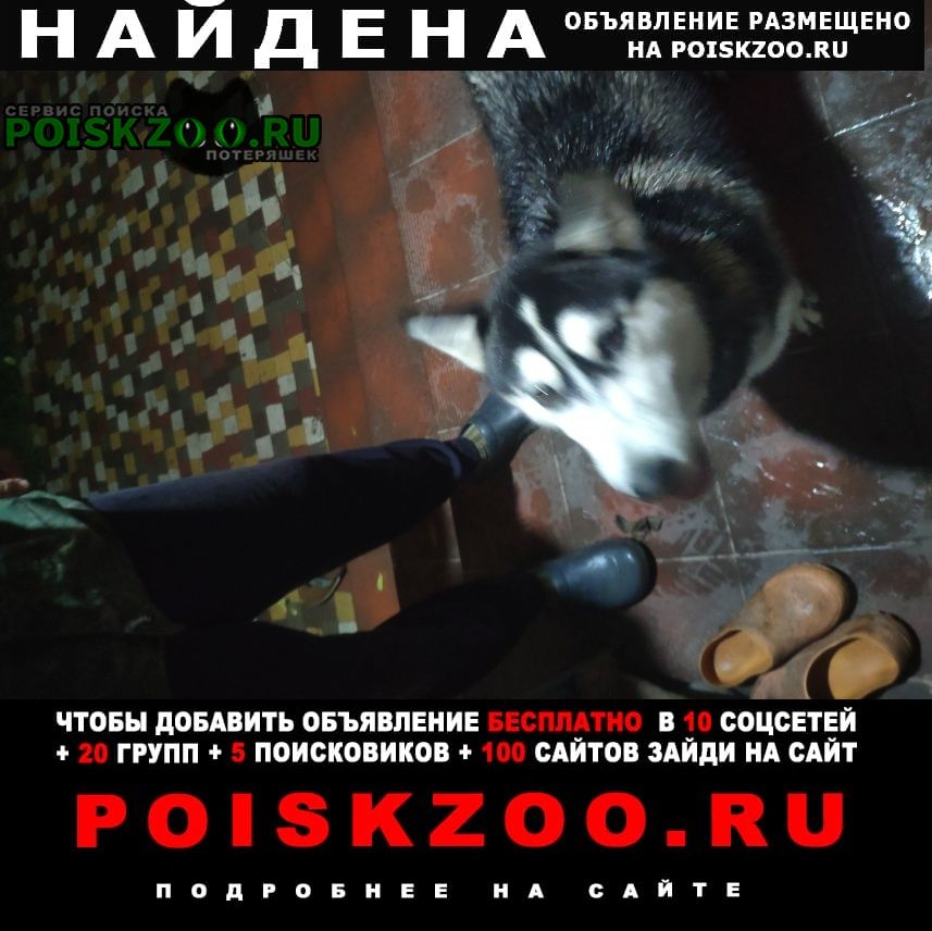 Найдена собака кобель Аксай (Ростовская обл.)