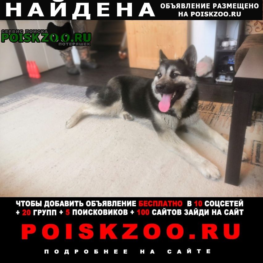 Найдена собака кобель выбросили собаку, мальчик, примерно 1 го Владимир
