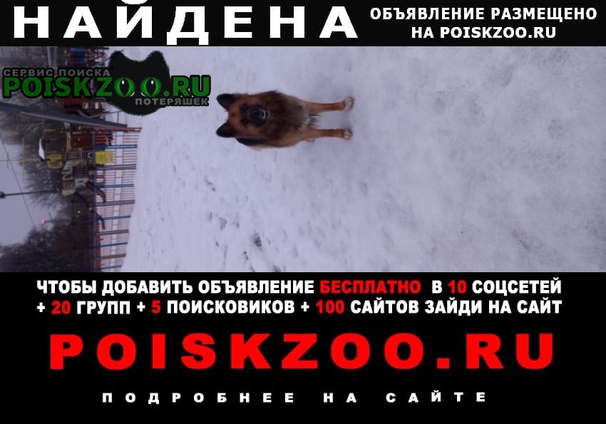 Москва Найдена собака ясенево
