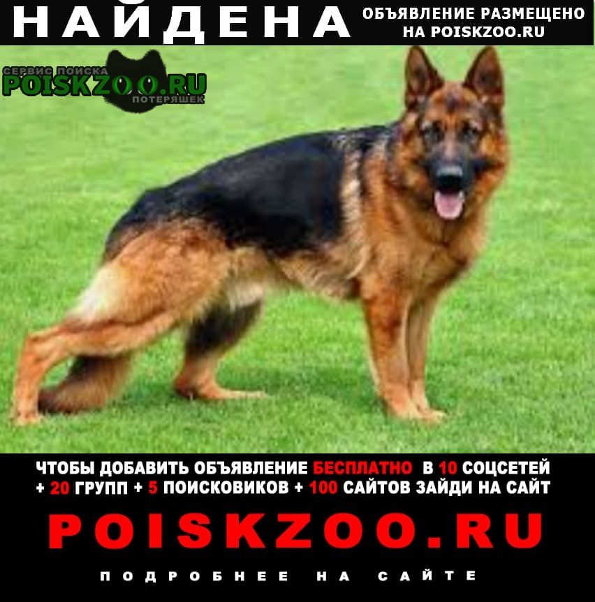 Найдена собака бегает пёс, ищет хозяев, немец, чепрачны Пятигорск