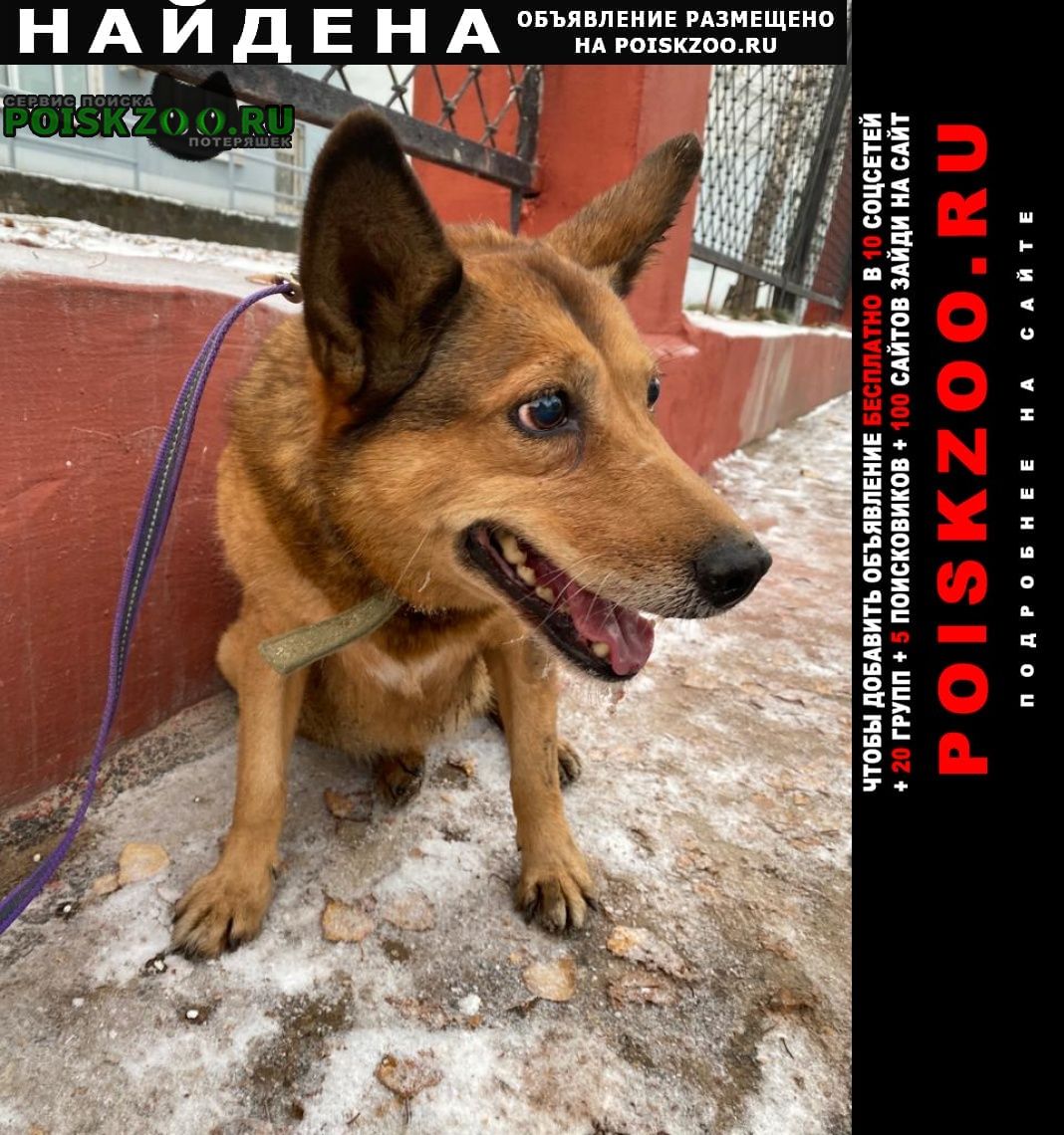 Пермь Найдена собака девочка рыжая в ошейнике цвета хаки.