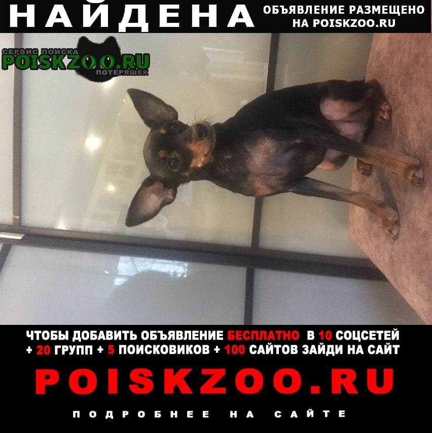 Найдена собака кобель баранова ольга Санкт-Петербург
