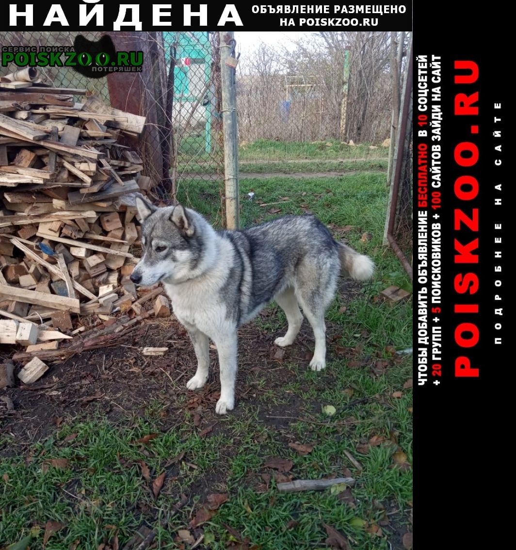 Найдена собака лайка Родионово-Несветайская
