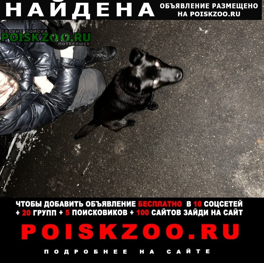 Найдена собака чёрная, молодая Звенигород