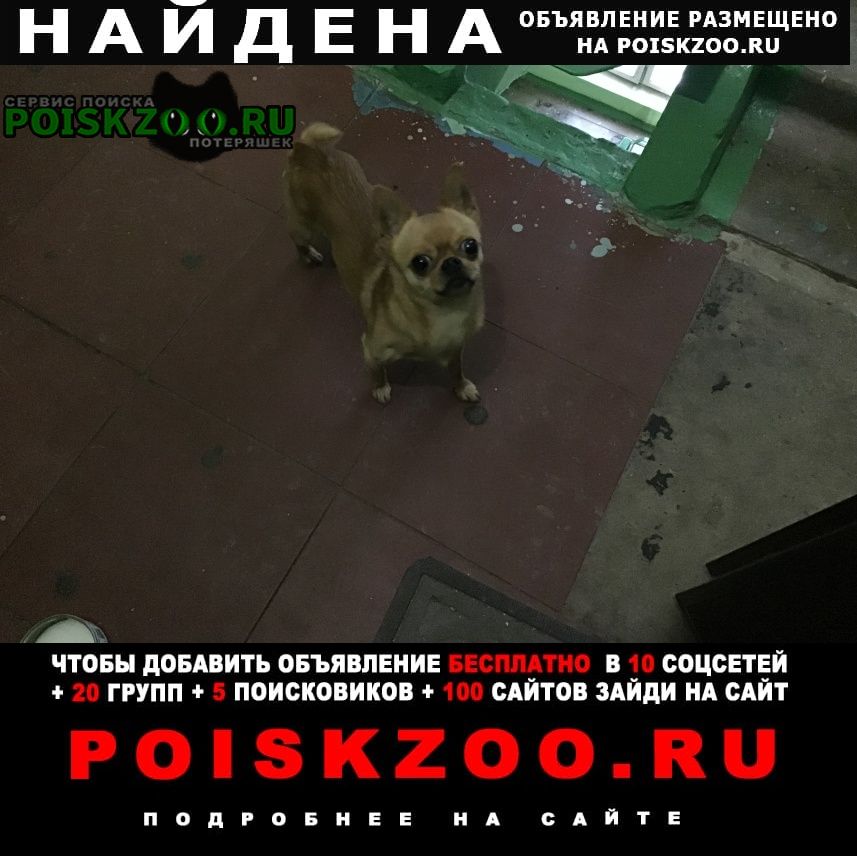 Найдена собака, ул. железнодорожная, д 28 Красногорск