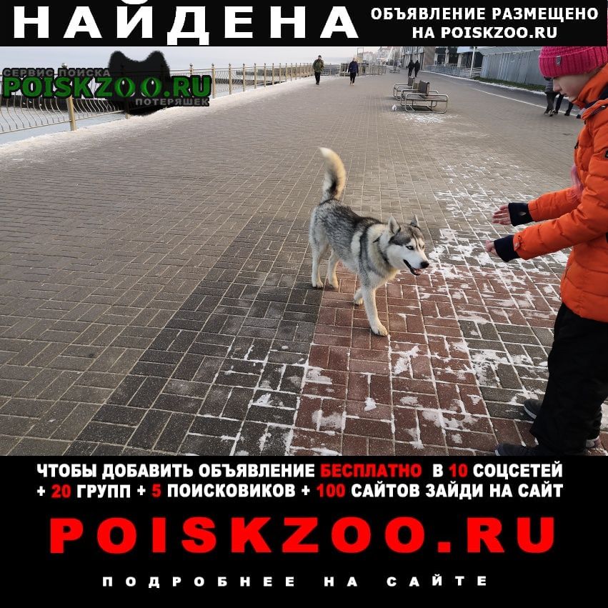 Найдена собака кобель по променад бегает хаски, мальчик Зеленоградск