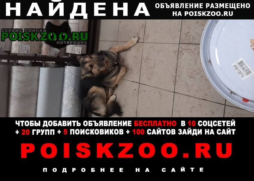 Найдена собака Новочебоксарск