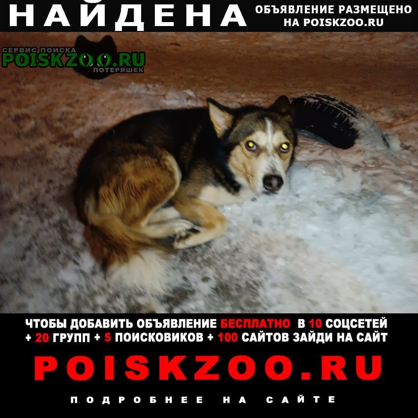 Найдена собака кобель Нижний Новгород