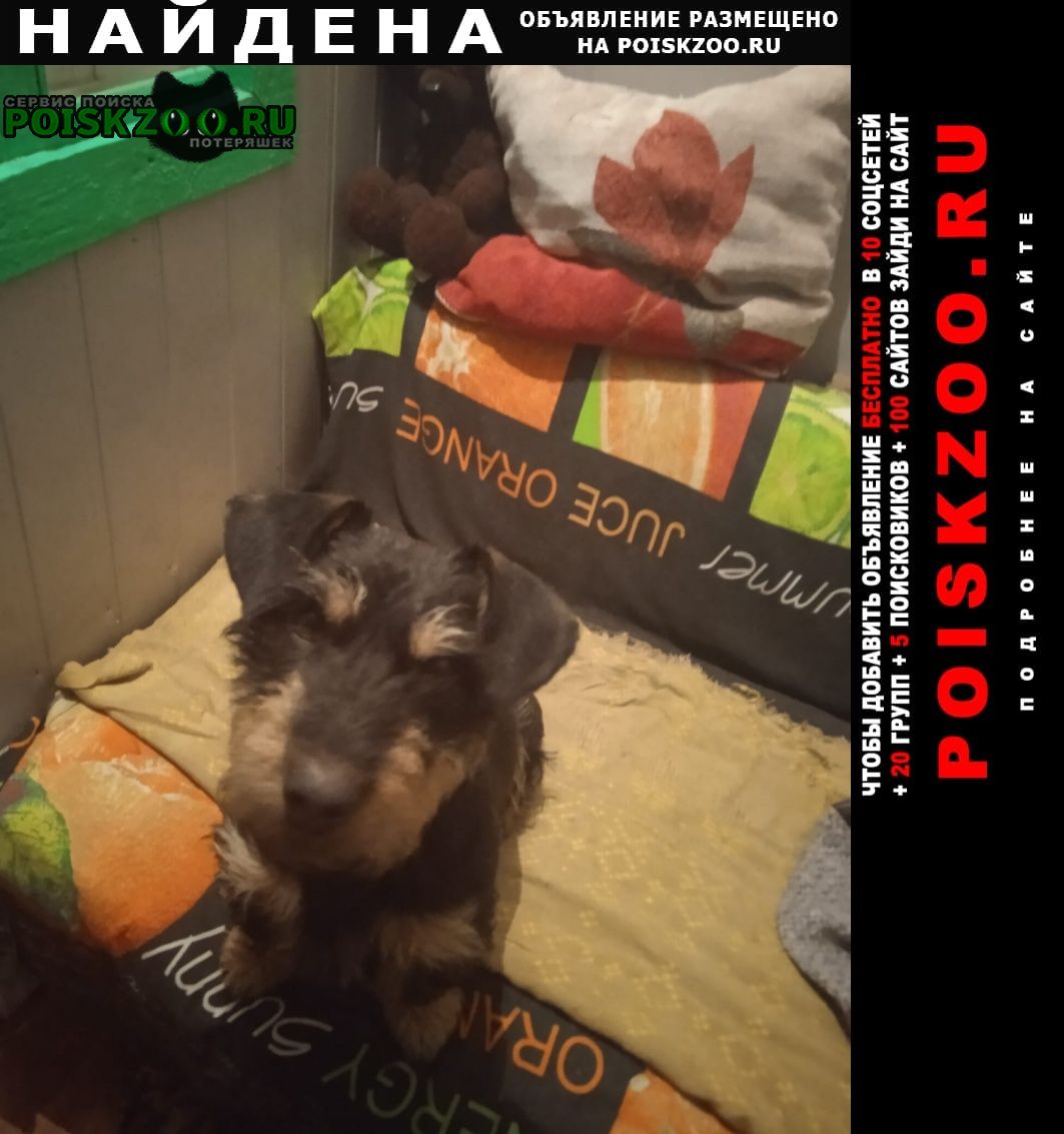 Найдена собака Омск