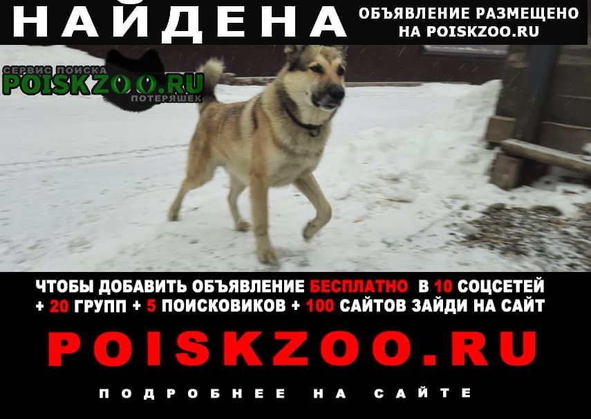 Найдена собака Петропавловск-Камчатский
