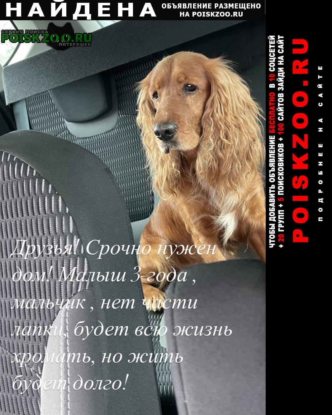 Найдена собака английский кокер спаниэль Ростов-на-Дону