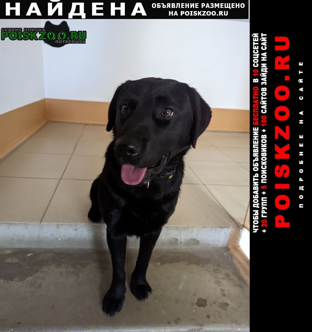 Найдена собака кобель лабрадор чёрный Краснодар