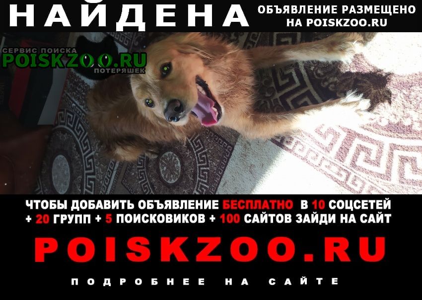 Найдена собака кобель русский спаниель, мальчик Ростов-на-Дону
