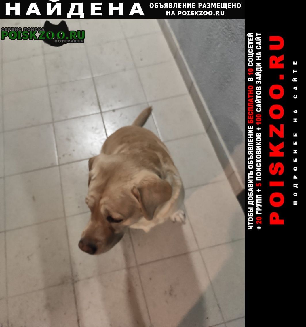 Найдена собака кобель лабродор/кабель/ люблино Москва