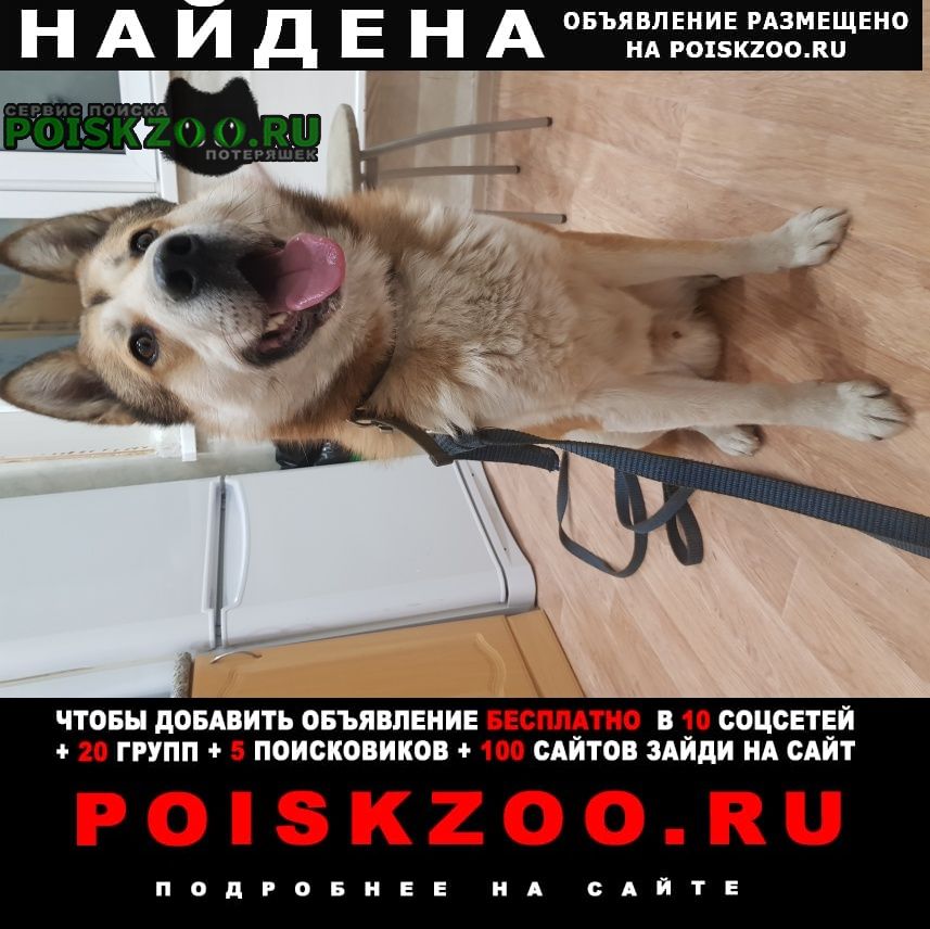 Найдена собака кобель Челябинск