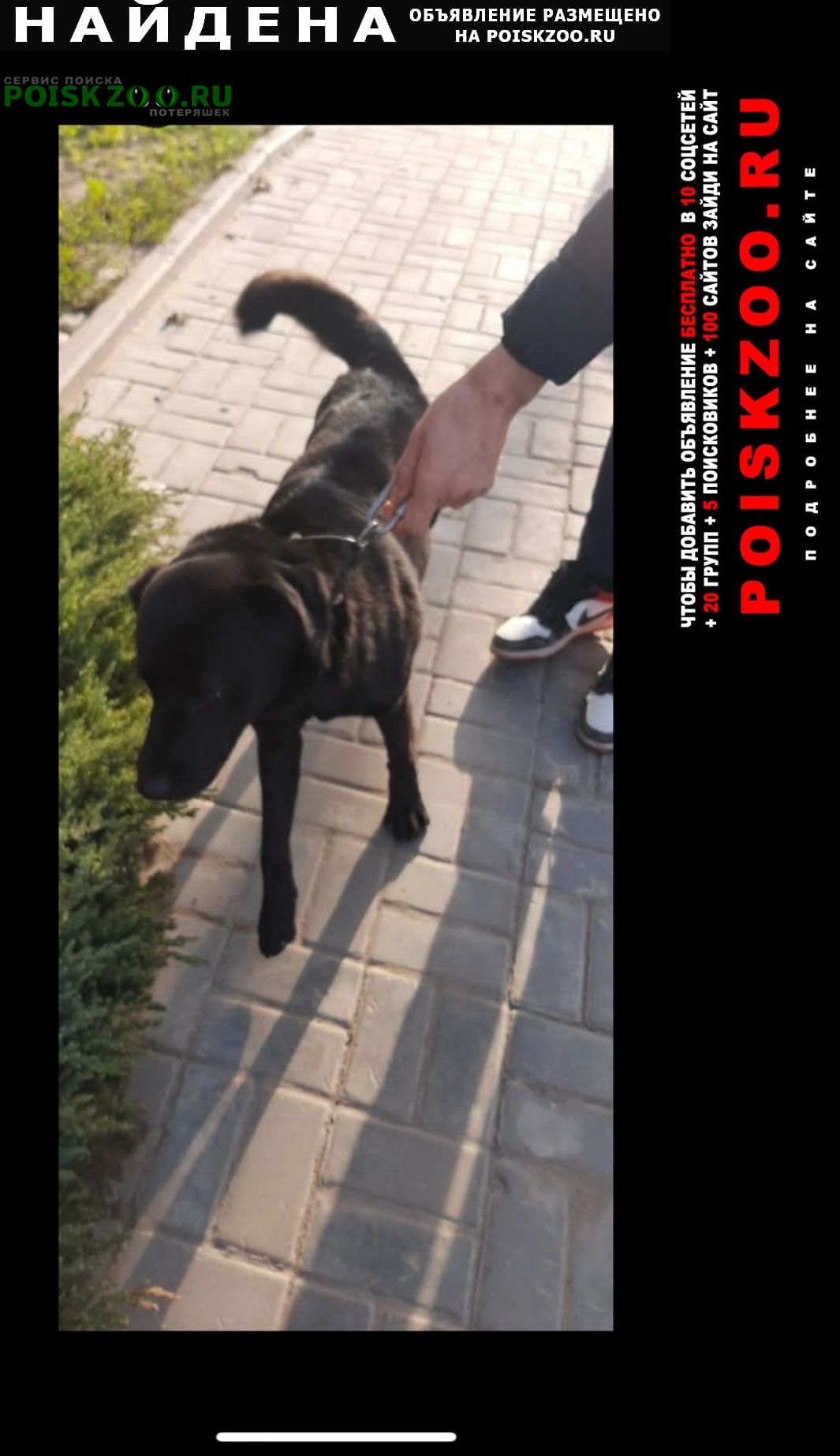 Найдена собака кобель мальчик лабрадор Волгоград
